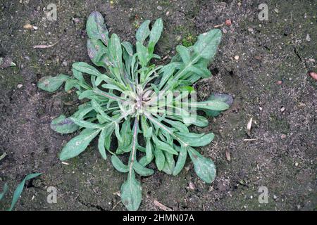 Centaurea cyanus, allgemein bekannt als Kornblume oder Junggesellenknopf. Weit verbreitetes und häufiges Unkraut in landwirtschaftlichen und gartenbaulichen Kulturen. Stockfoto