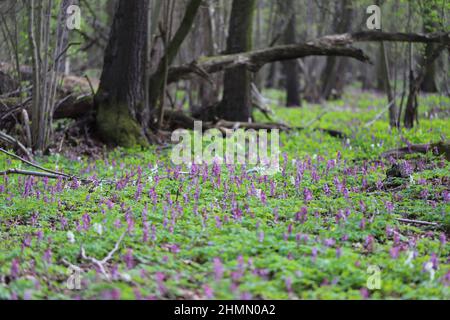 Wald im Frühjahr ist das Land mit Blumen bedeckt Stockfoto