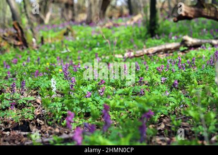 Wald im Frühjahr ist das Land mit Blumen bedeckt Stockfoto