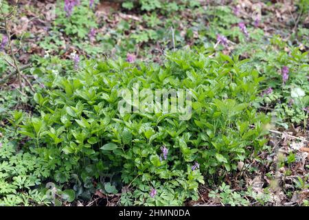 Mercurialis perennis, allgemein bekannt als Quecksilber des Hundes, ist eine giftige Waldpflanze. Stockfoto