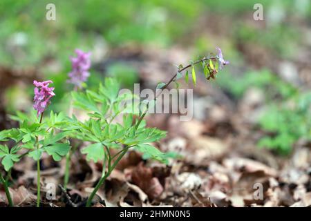 Corydalis blüht im Frühjahr in freier Wildbahn im Wald Stockfoto