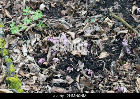 Wachsen Zahnkraut in natürlichen Lebensraum am Frühjahr, Lathraea squamaria. Stockfoto
