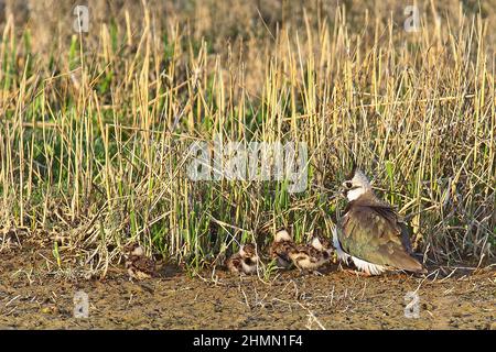 nördlicher Kiebitz (Vanellus vanellus), mit Küken, Deutschland Stockfoto