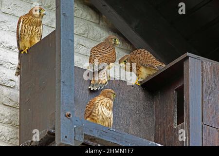 Europäisches Kestrel, Eurasisches Kestrel, Alte Welt-Kestrel, Gemeiner Kestrel (Falco tinnunculus), vier Jungfische, die sich in der Nest-Box zusammen erheben, Stockfoto