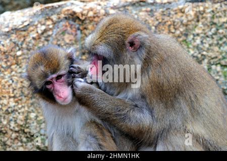 Japanischer Makak, Schneemaffe (Macaca fuscata), während sie sich gegenseitig entlausend Stockfoto