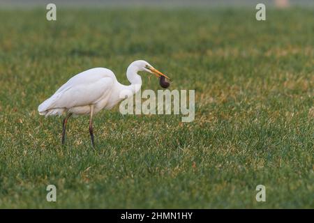 Silberreiher, Silberreiher (Egretta alba, Casmerodius albus, Ardea alba), mit abgefahrenen Wühlmäusen in der Schnauze, Seitenansicht, Deutschland, Bayern Stockfoto
