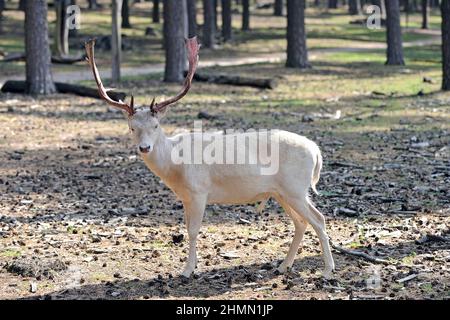 Damhirsch (Dama dama, Cervus dama), Albinotischer Hirsch mit blutigem Geweih kurz nach dem Abreiben des Samtes, Deutschland Stockfoto