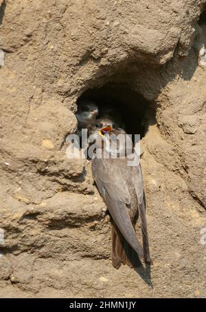 Sand martin (Riparia riparia), füttert bettelnde Jungvögel am Nestrohr, Deutschland Stockfoto
