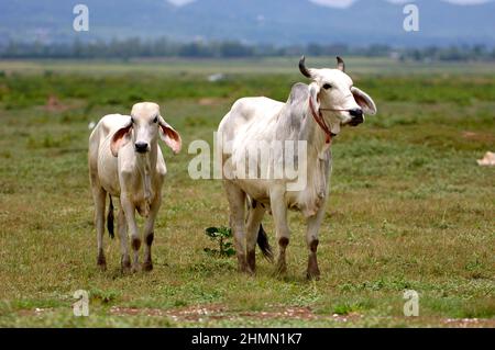 Zebu, Buckelvieh, Indicus-Rind (Bos primigenius indicus, Bos indicus), Paar auf einer Wiese, Vorderansicht, Thailand Stockfoto