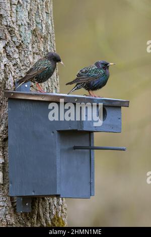 Gewöhnlicher Stare (Sturnus vulgaris), zwei Stare, die auf einem Starennistkasten stehen, Deutschland Stockfoto