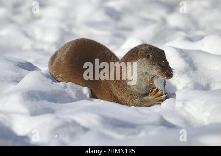 Europäischer Flussotter, Europäischer Otter, Eurasischer Otter (Lutra lutra), der im Schnee gefangenen Fisch isst, Deutschland, Brandenburg Stockfoto