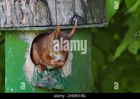 Europäisches rotes Eichhörnchen, eurasisches rotes Eichhörnchen (Sciurus vulgaris), sitzt am Eingang einer Eichhörnchen-Futterstation und Essen, Deutschland Stockfoto