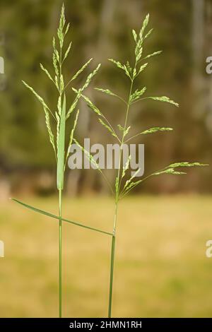 Raues Wiesengras, rauhhalmblaues Gras, rauhhalmhalmhalmhalmhalmblaugras, scribner Bluegrass (POA trivialis), Rispen, Deutschland, Bayern Stockfoto