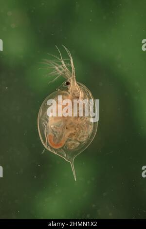 Wasserfloh (Daphnia pulex), Weibchen mit Jungtieren im Marsupium, Seitenansicht, Deutschland Stockfoto