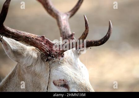 Damhirsch (Dama dama, Cervus dama), Albinotischer Hirsch mit blutigem Geweih kurz nach dem Abreiben des Samtes, Deutschland Stockfoto