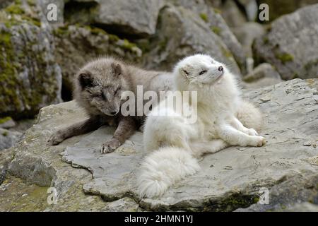 polarfuchs, Polarfuchs (Alopex lagopus, Vulpes lagopus), graue und weiße Eisfüchse, die auf einem Stein liegen Stockfoto