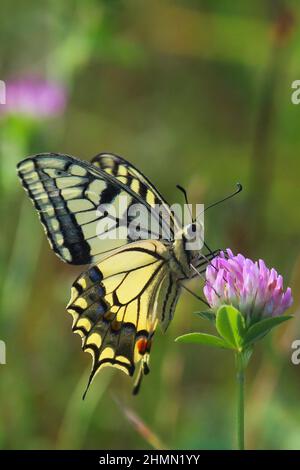 Schwalbenschwanz (Papilio machaon), Besuch von blühendem Kleeblatt, Deutschland Stockfoto