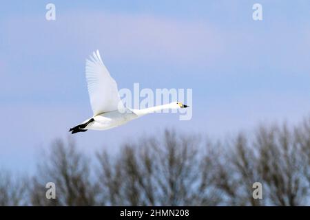 Tundra-Schwan (Cygnus columbianus), im Flug, Deutschland Stockfoto