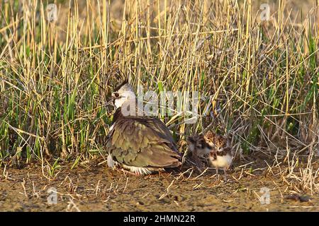 nördlicher Kiebitz (Vanellus vanellus), mit Küken, Deutschland Stockfoto