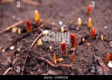 Nahaufnahme von roten Sprossen von jungen Pfingstrosen-Blumen, die auf nassem Land wachsen, umgeben von einigen Baumblättern und Ästen im Garten tagsüber. Beobachten Stockfoto