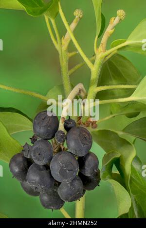 Englischer Efeu, Efeu (Hedera Helix), reife Früchte, Deutschland, Bayern Stockfoto