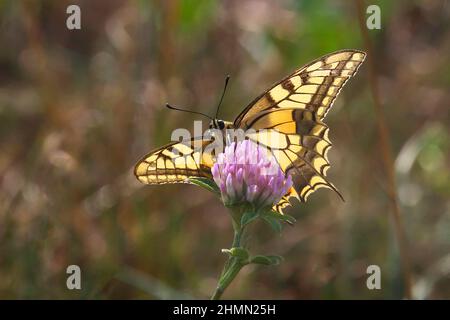 Schwalbenschwanz (Papilio machaon), Besuch von blühendem Kleeblatt, Deutschland Stockfoto