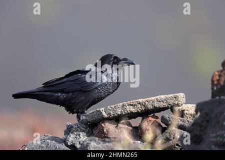 Gemeiner Rabe (Corvus corax), thront auf Lavafelsen, Kanarische Inseln, Lanzarote, Timanfaya-Nationalpark Stockfoto