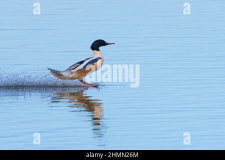 Gänsehaut (Mergus merganser), Männchen landet auf dem Wasser, Seitenansicht, Deutschland, Bayern Stockfoto