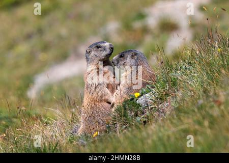 alpenmurmeltier (Marmota marmota), Paar steht an seinem Bau in einer Alpenwiese, Schweiz, Graubünden, Engadin, Pontresina Stockfoto