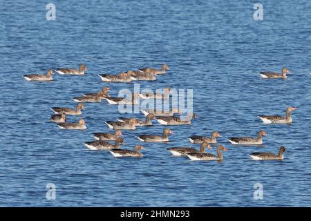 Graugans (Anser anser), schwimmender Schwarm, eine mit einem Stulpe markierte Gans, Deutschland, Bayern, Chiemsee Stockfoto