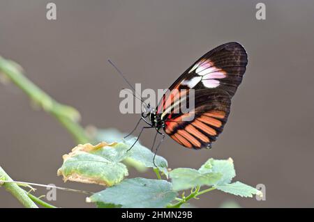 Hecales Langflügel, Passions Flower Butterfly (Heliconius melpomene), auf einem Blatt sitzend, Seitenansicht, Ecuador Stockfoto