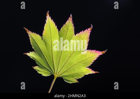 Shirasawa-Ahorn, Fullmoon-Ahorn (Acer shirasawanum), Herbstblatt auf schwarzem Hintergrund Stockfoto