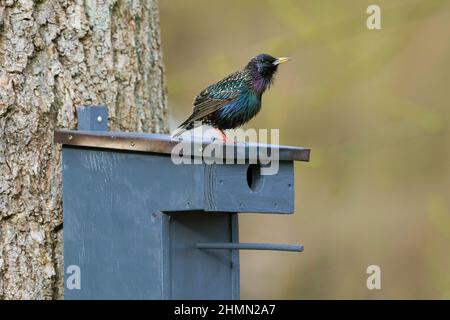 Gewöhnlicher Star (Sturnus vulgaris), Barsche singen auf einem Sternnistkasten, Deutschland Stockfoto