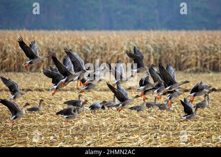 Bohnengans, Taiga Bohnengans (Anser fabalis), Schwarm, der von einem Feld aus in Deutschland hochfliegt Stockfoto