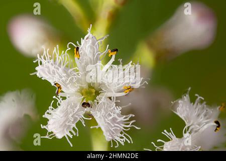 bogbean, Buckbean (Menyanthes trifoliata), Blume, Deutschland, Bayern Stockfoto