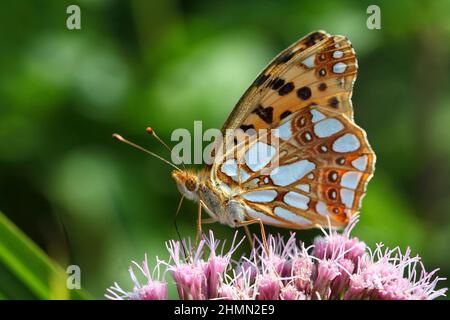 Königin von Spanien Fritillary (Argynnis lathonia, Issoria lathonia), sitzt auf einem Blütenstand, Deutschland Stockfoto