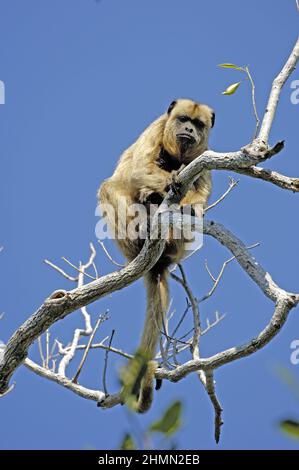 Schwarzer Howler-Affe (Alouatta caraya), Weibchen sitzt auf einem sead-Baum, Brasilien, Pantanal Stockfoto