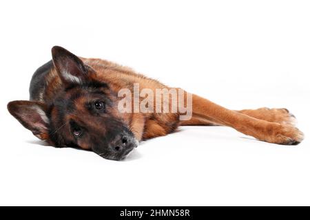 Traurige alte deutsche Schäferhund liegt isoliert auf weißem Hintergrund Stockfoto