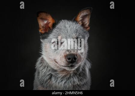 Nahaufnahme eines australischen Rinderhundes oder blauen Heeler-Hunderasse-Hundes, isoliert auf schwarzem Hintergrund Stockfoto