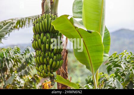 Grüne tropische Banane wächst an einer Palme in der Bergregion Ostafrikas Stockfoto