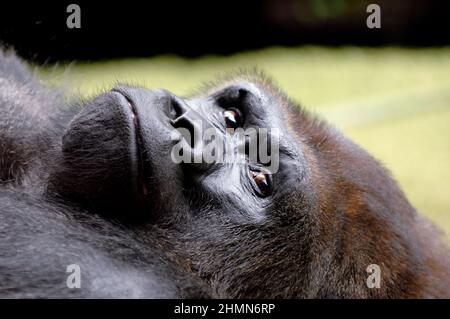 Gesicht der Gorilla ruht in den Rasen an einem warmen Sommertag. Stockfoto