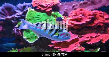 Sechsbanderige Lippfische der Familie Labridae des Indo-Pazifischen Ozeans. Thalassoma hardwicke Arten, die im Indischen und Pazifischen Ozean leben, Great Barrier of Stockfoto