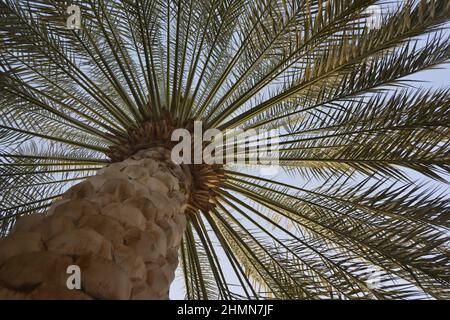 Ein tropischer Baum ohne Äste, der große breite Blätter hat, die von der Spitze seines Stammes wachsen. Stockfoto