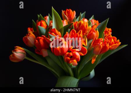 Bouquet von rot-gelben Tulpen auf schwarzem Hintergrund. Nahaufnahme. Stockfoto