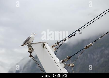 Nahaufnahme eines Vogels, der oben sitzt Stockfoto