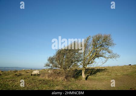 Windgepeitschter Baum auf den South Downs in West Sussex. Ein kleiner Baum, der vom Wetter geformt wird. Ein exponierter Hügel mit Küstenwinden. Schutz für Schafe. Stockfoto