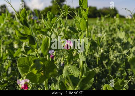 Sommer Blühend Selbst Angebaute Bio-Erbsenpflanzen. Aufwachsen eines Hazel Stick Wigwam auf einer Zuteilung in einem Gemüsegarten in der ländlichen Region Stockfoto