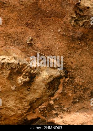 Das Foto zeigt einen braunen Gecko. Es befindet sich auf einer sandfarbenen Steinmauer. Das Reptil verkleidete sich an einer strukturierten Wand. Foto aufgenommen auf der Caribbe Stockfoto