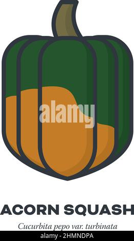 Acorn Squash Gemüse Symbol, Umriss mit Farbe füllen Stil Vektorgrafik Stock Vektor