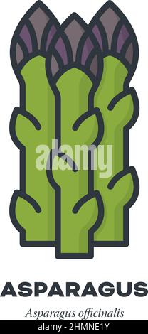 Grüner Spargel schießt Gemüse-Symbol, Umriss mit Farbe füllen Stil Vektor-Illustration Stock Vektor